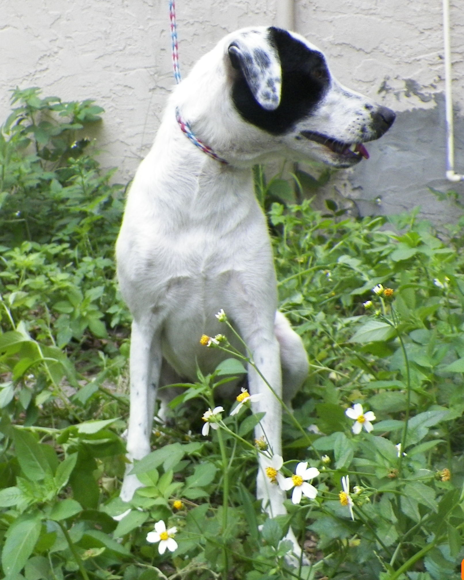 Young Border Collie Mix Needs a Home!