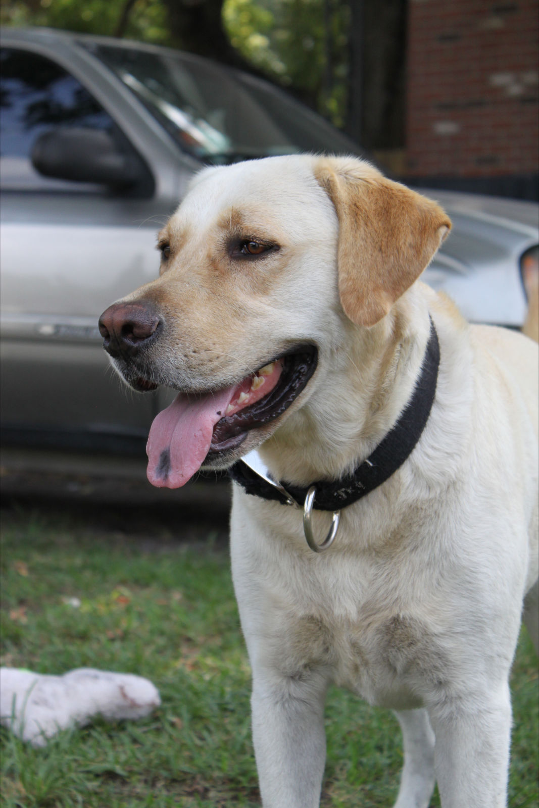 Yellow Labrador Retriever Needs a Home - Jake