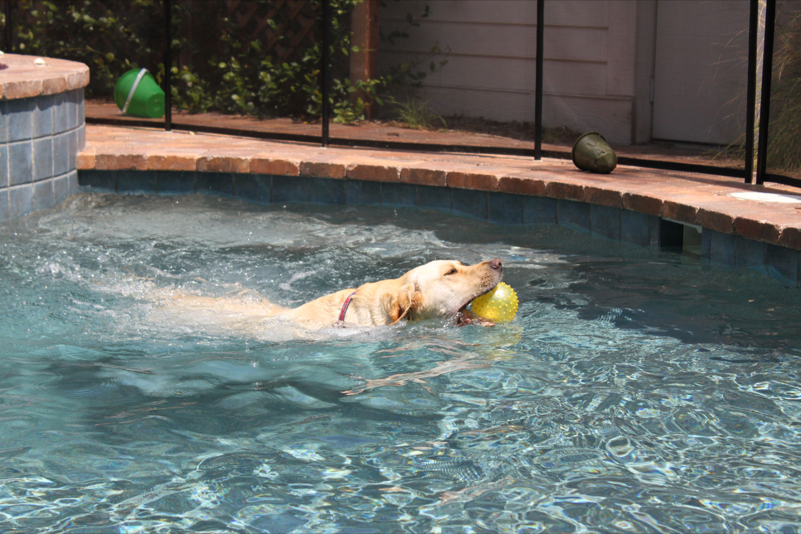 Jake Yellow Lab - Needs a Home