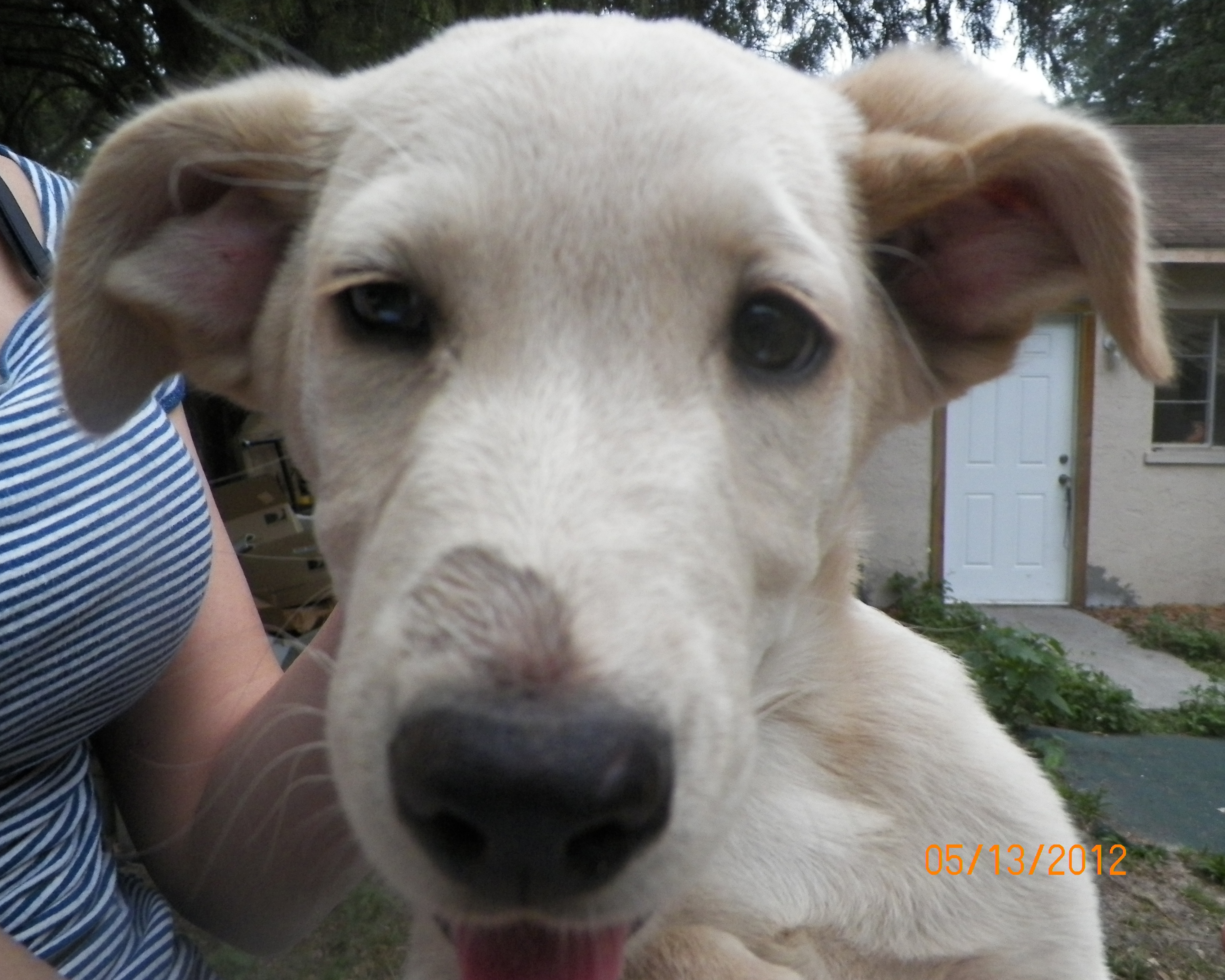 Yellow Lab Puppy Needs a Home!