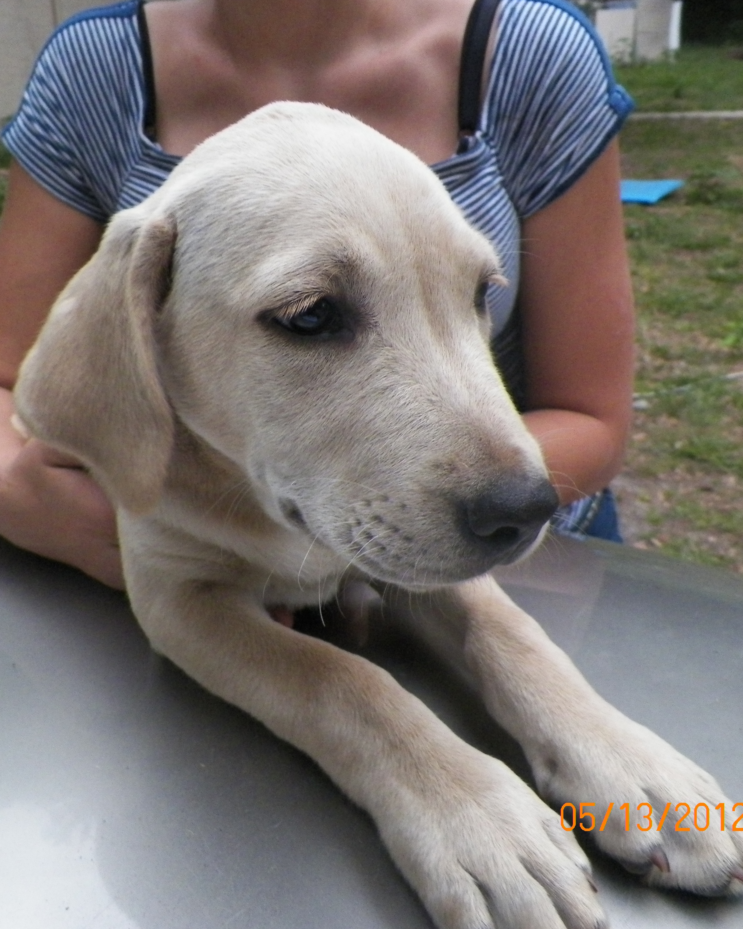 Yellow Lab Puppy Needs a Home