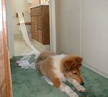 Puppy Tearing Up Toilet Paper